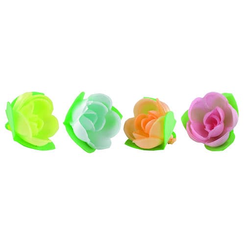 Roses mini-corolle tendre