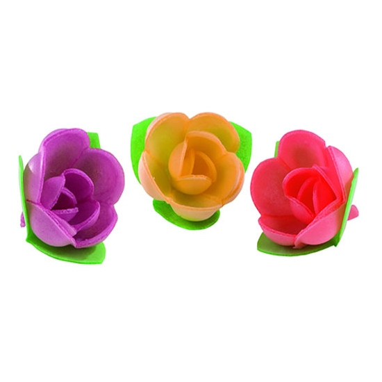 Roses  mini-corolle vive