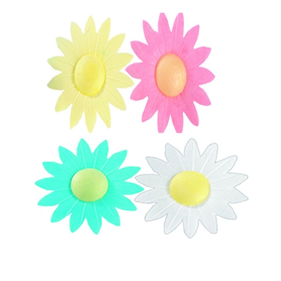 Marguerites assorties
